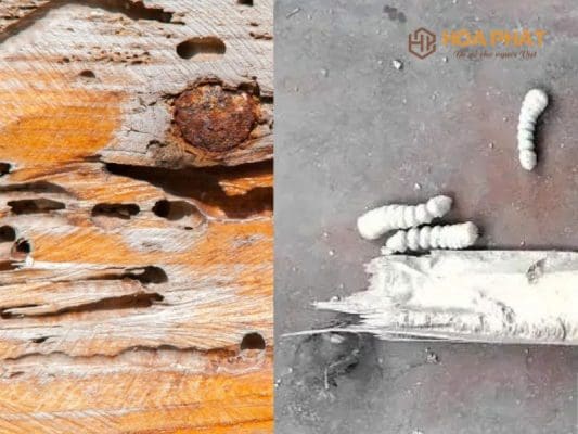 Con Mọt Gỗ Có Cắn Người Không? Top 5 Cách Trị Mọt Gỗ Tại Nhà Hiệu Quả Cách Trị Mọt Gỗ Tại Nhà