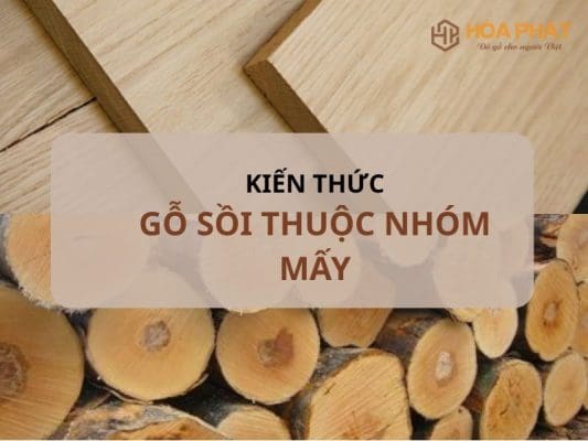 Gỗ Sồi Thuộc Nhóm Mấy