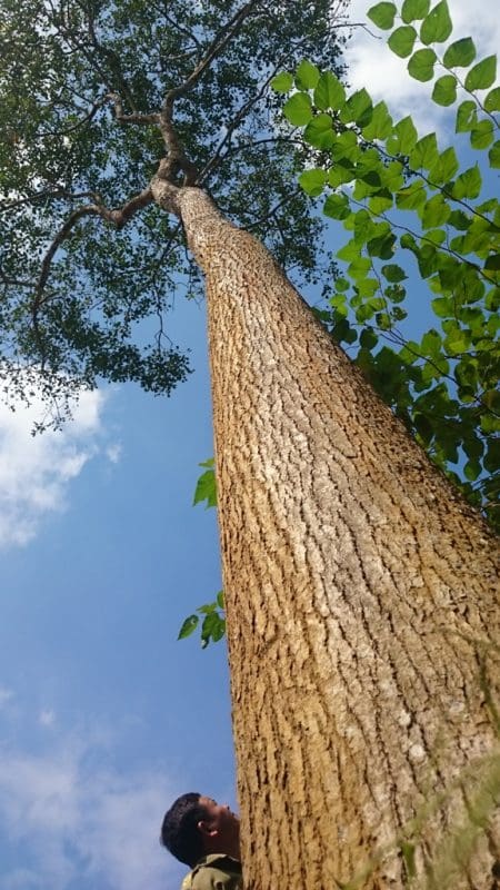 Cây Gỗ Gụ