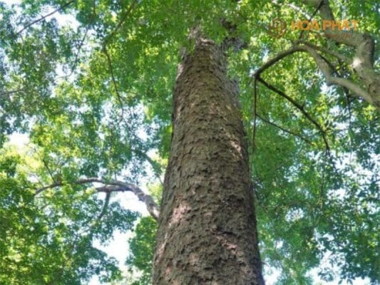 Gỗ Lim Cây Gỗ Lim Tự Nhiên