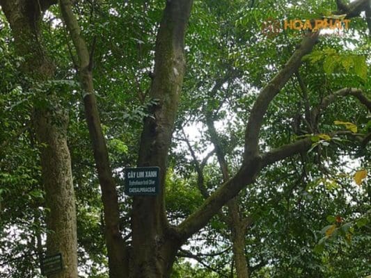 Gỗ lim xanh Cây Gỗ Lim Xanh