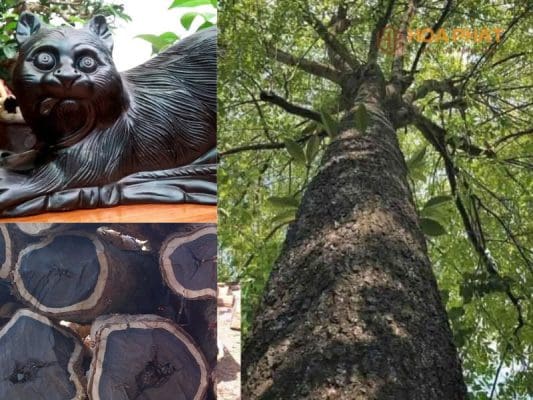 Gỗ Mun Đen – Đặc Điểm, Giá Trị, Ứng Dụng & Bảng Giá Mới Nhất Cây Gỗ Mun đen