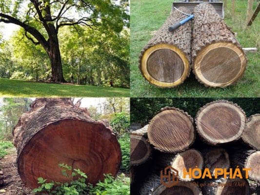 Bàn Ăn Nên Dùng Gỗ Gì? Gợi Ý 5 Loại Gỗ Đẹp, Bền, Ít Cong Vênh Cay-go-oc-cho