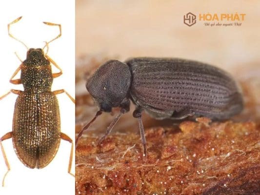 Con Mọt Gỗ Có Cắn Người Không