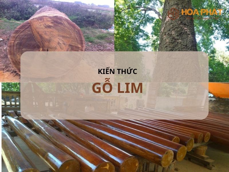 Gỗ Lim