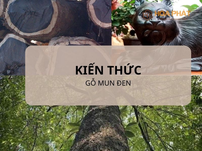 Gỗ Mun Đen – Đặc Điểm, Giá Trị, Ứng Dụng & Bảng Giá Mới Nhất Gỗ Mun đen