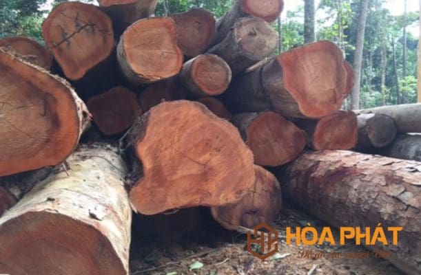 Bàn Ăn Nên Dùng Gỗ Gì? Gợi Ý 5 Loại Gỗ Đẹp, Bền, Ít Cong Vênh Gỗ Xoan đào Tự Nhiên