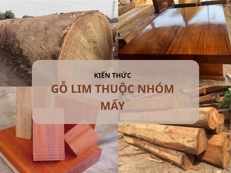Gỗ Lim Thuộc Nhóm Mấy? Phân Loại, Đặc Điểm & Ứng Dụng Thực Tế Gỗ Lim Thuộc Nhóm Mấy