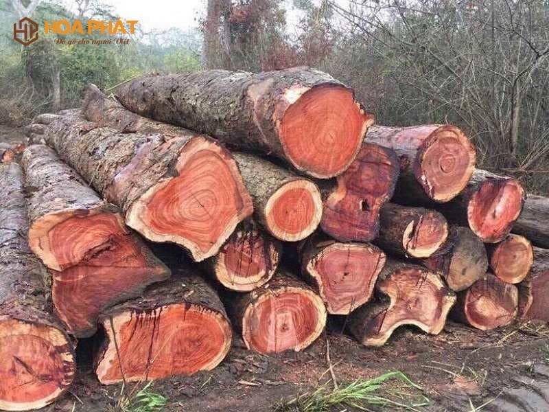 So Sánh Gỗ Lim Và Gõ đỏ